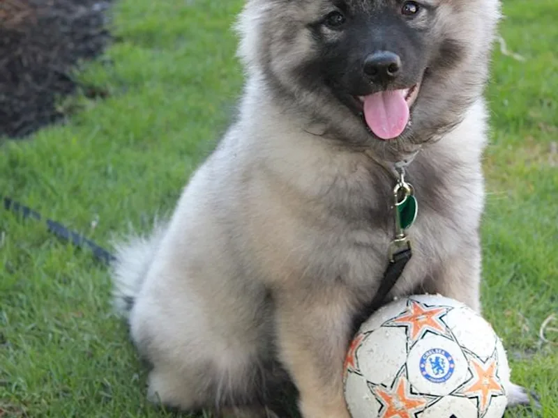Keeshond Country Paradise