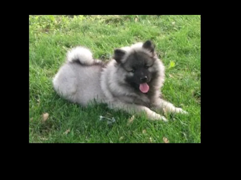 Keeshond4you photo 1