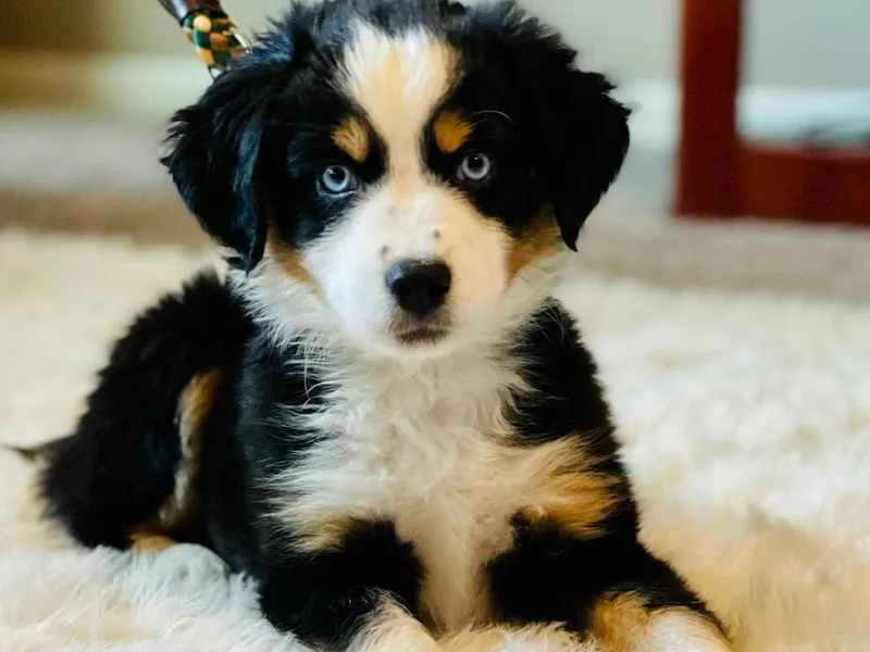 Kehlani Falls Mini Aussie’s photo 1