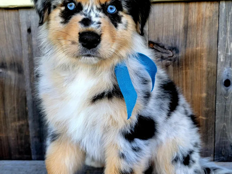 Kehlani Kai Aussies