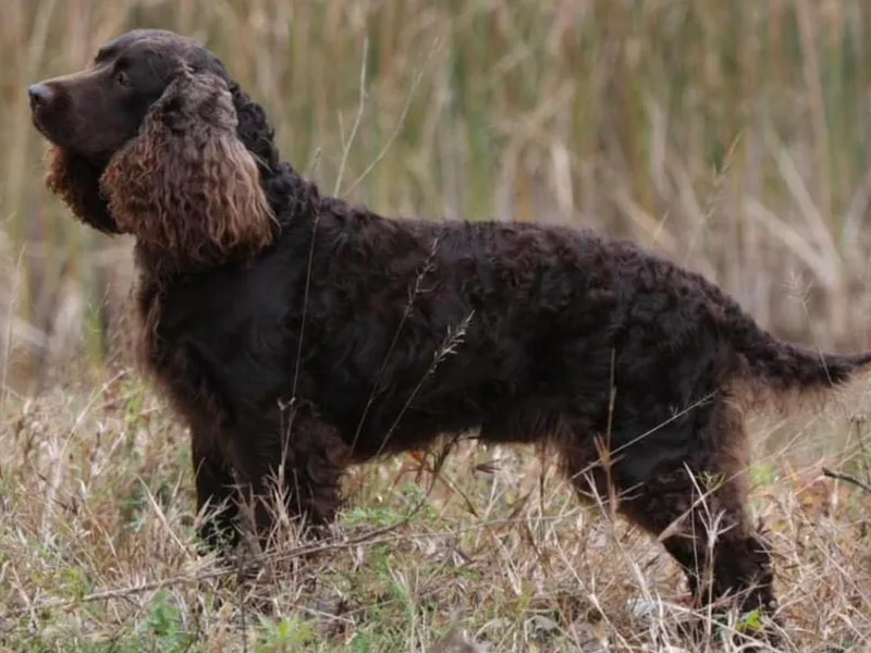 Kei-Rin Kennel