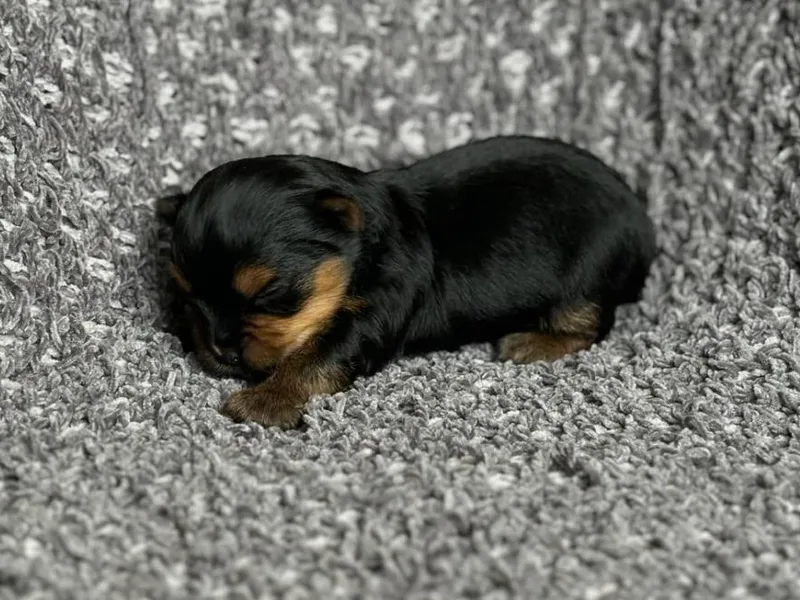 Kei’s Precious Pups