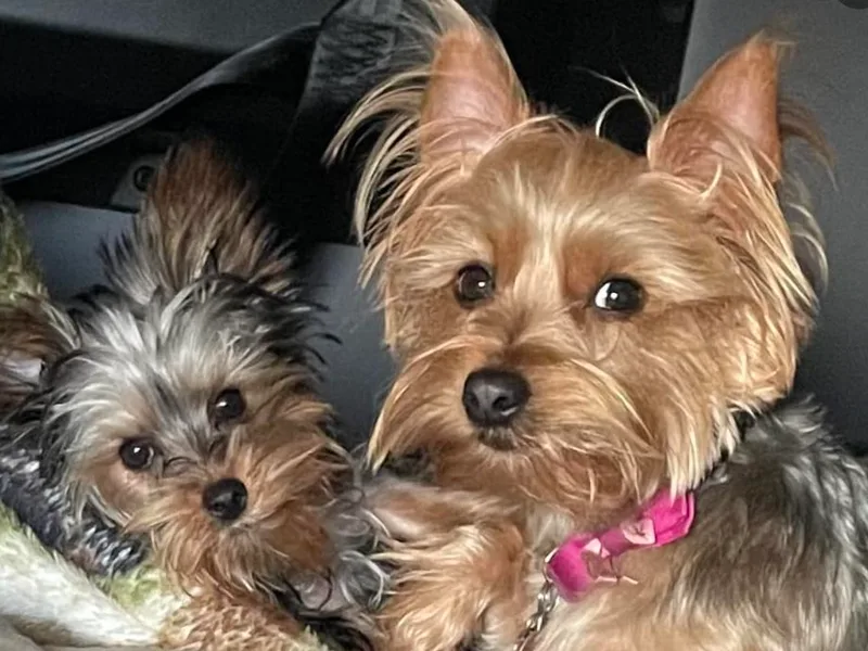 Kei’s Yorkies