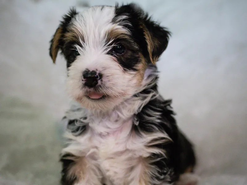 Keia's Parti Yorkie Pups