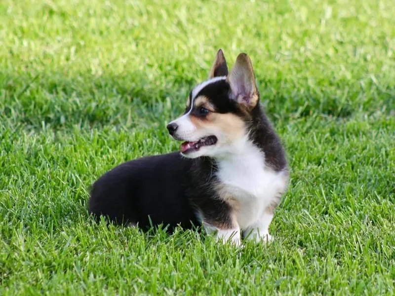 Keifer’s Corgis