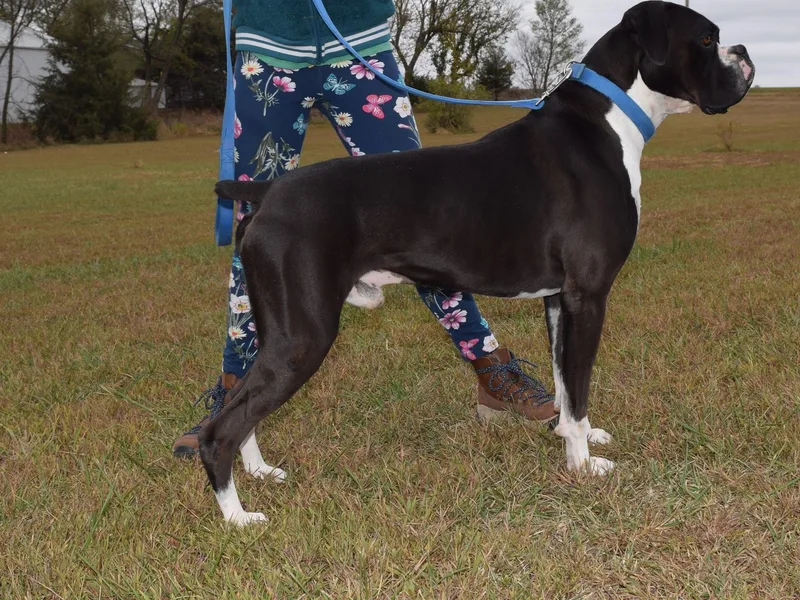 Keims Royal Boxers