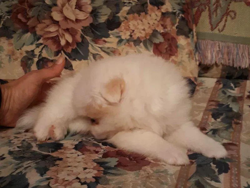 Keisha Belcher's Pomeranians