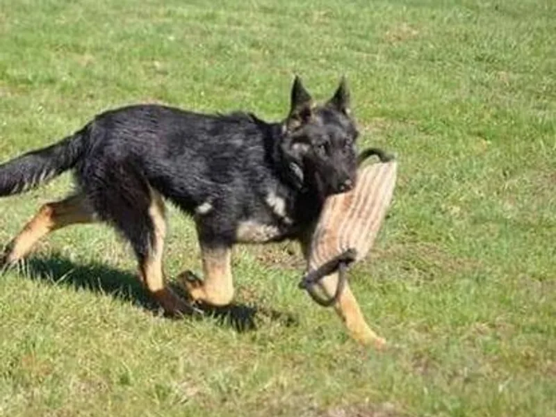 Keith's German Shepherds