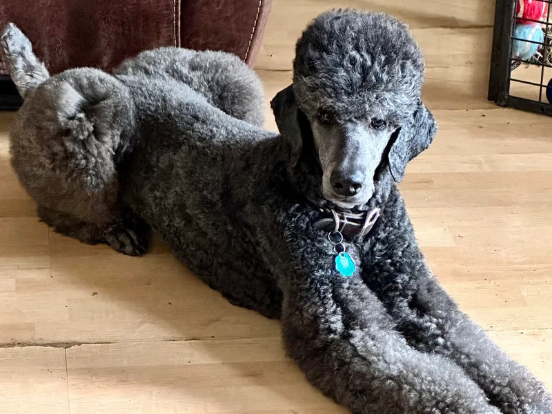 Kel's Tails Poodles &amp; Doodles