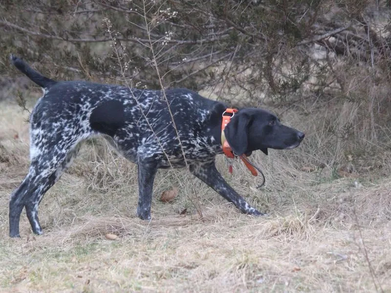 Kelcal Farm and Kennels