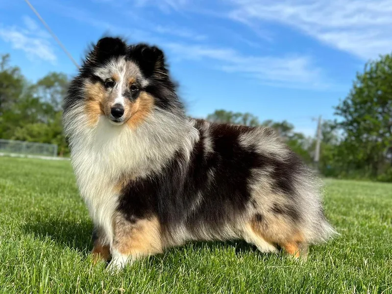 Kell Shelties