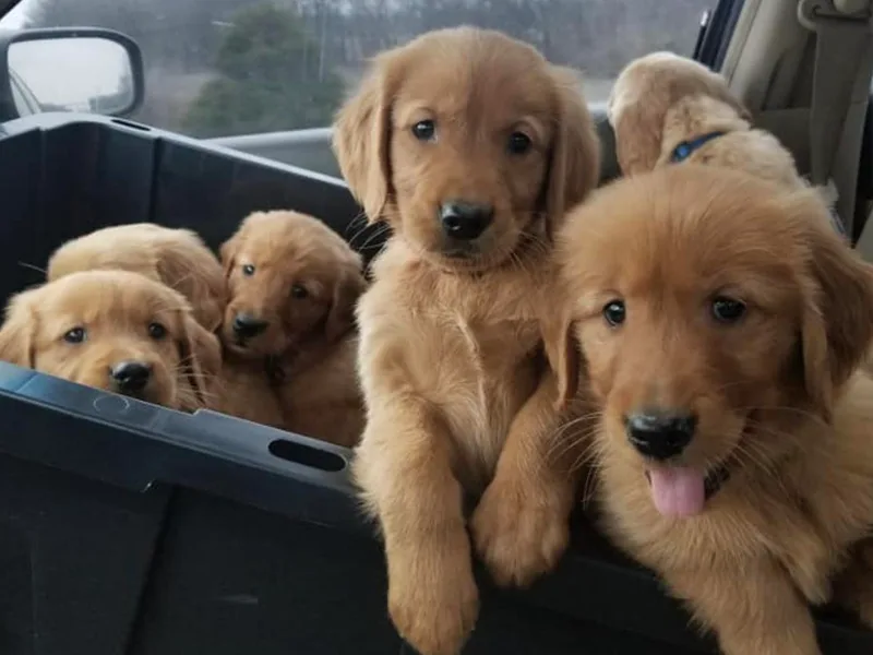Keller's Retrievers