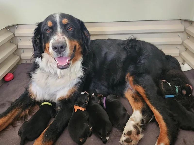 Kellers Cottage Berners