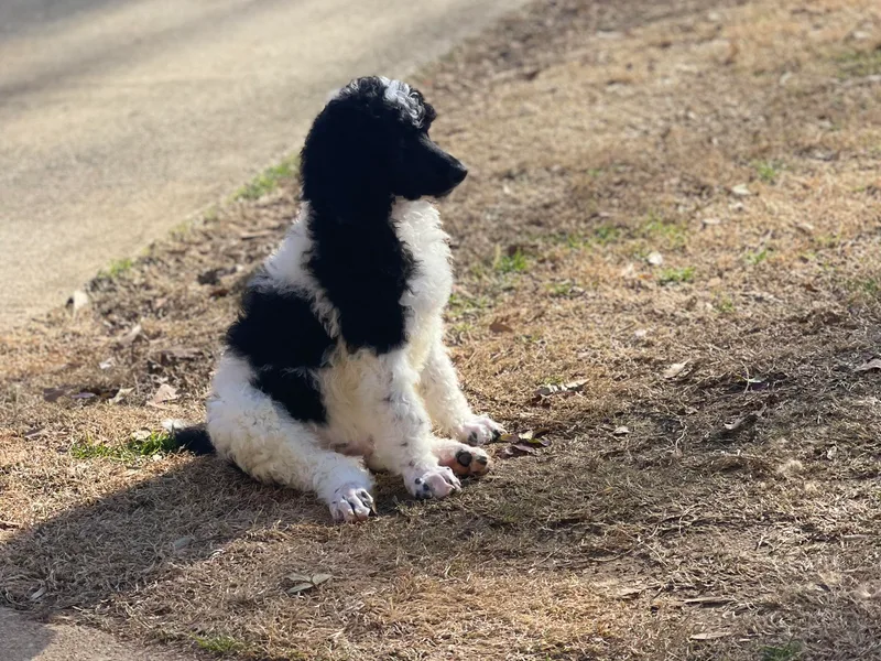 Kelley’s Poodle Patch