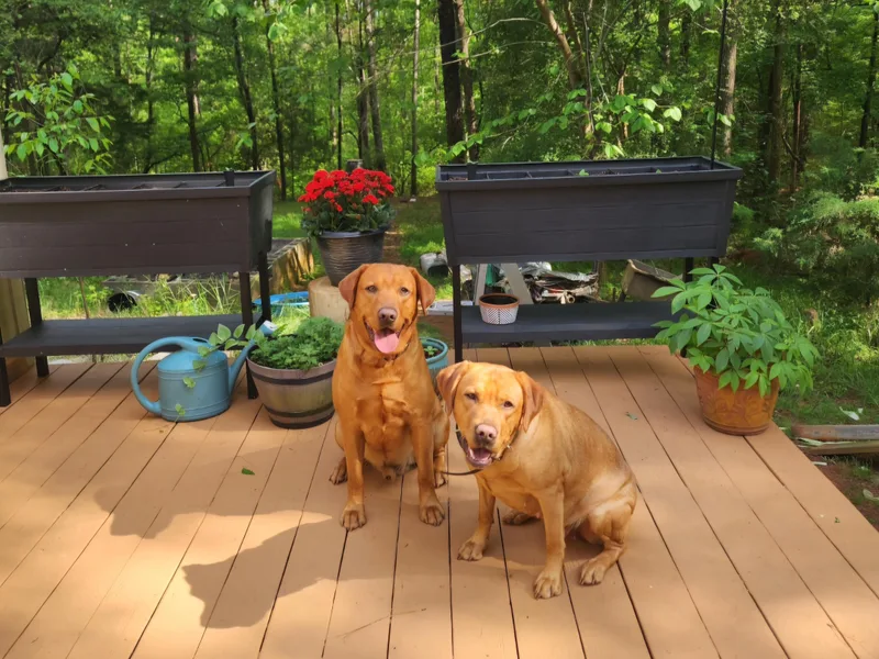 Kelley's Red Clay Labradors