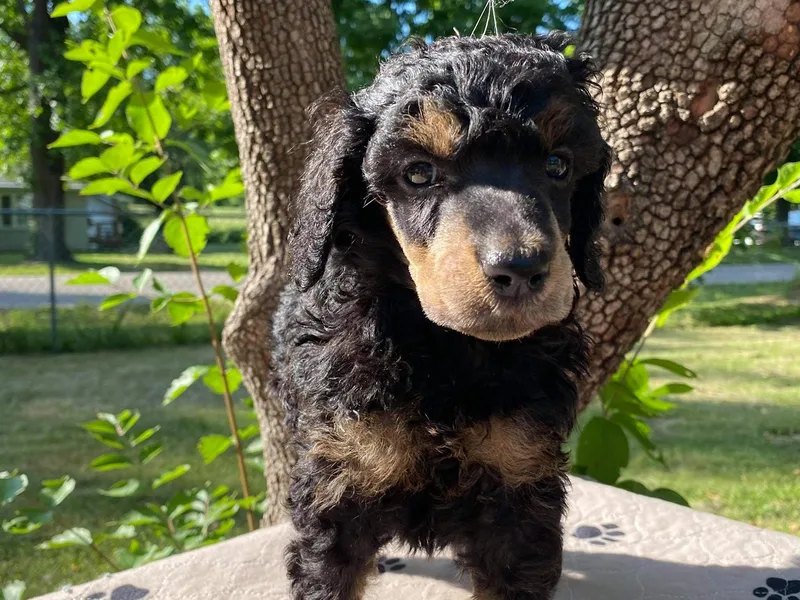 Kelley Standard Poodles