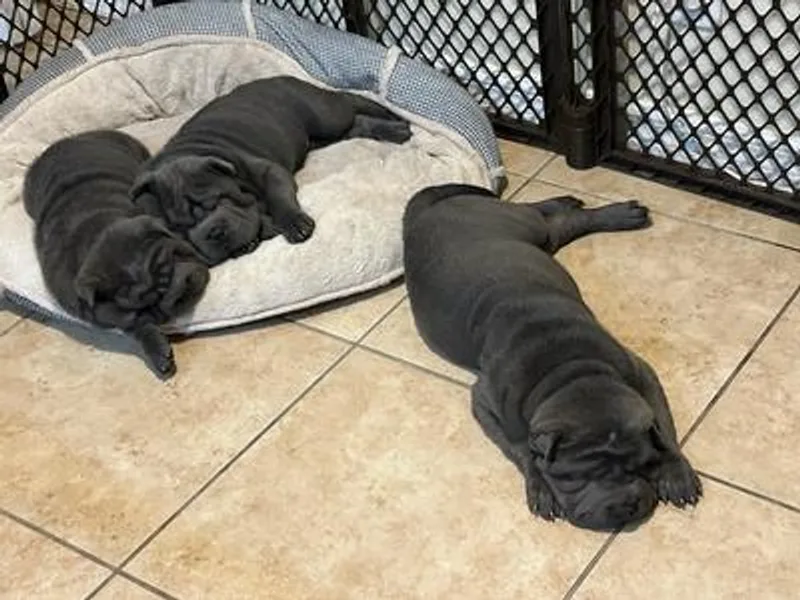 Kelli's Chinese Shar-Pei
