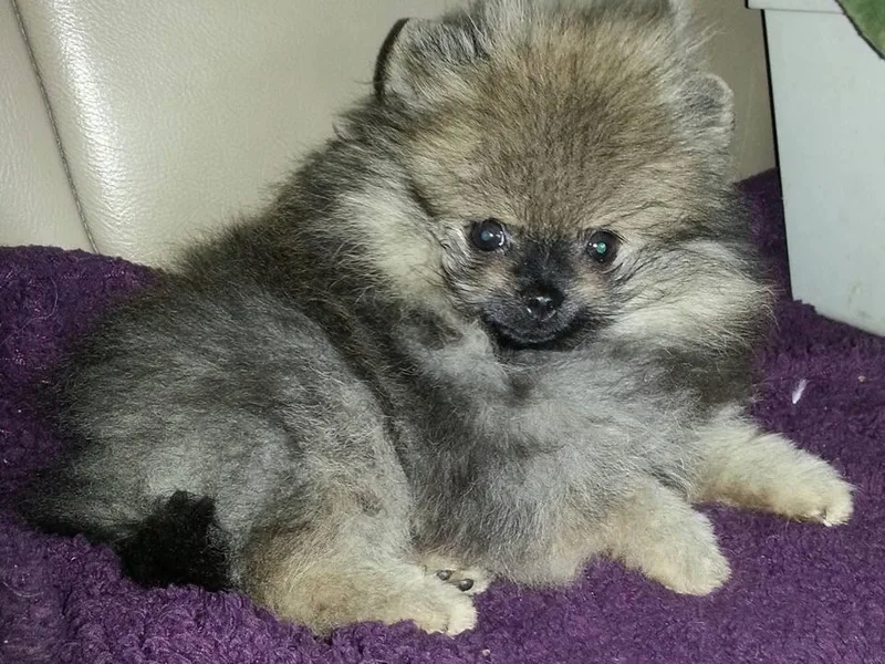 Kelli's Poms photo 1