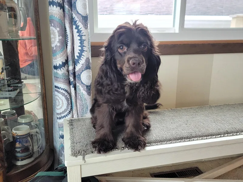 Kellie's Cocker Spaniels