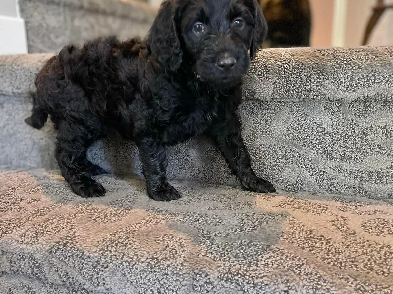 Kelling Doodle Doods