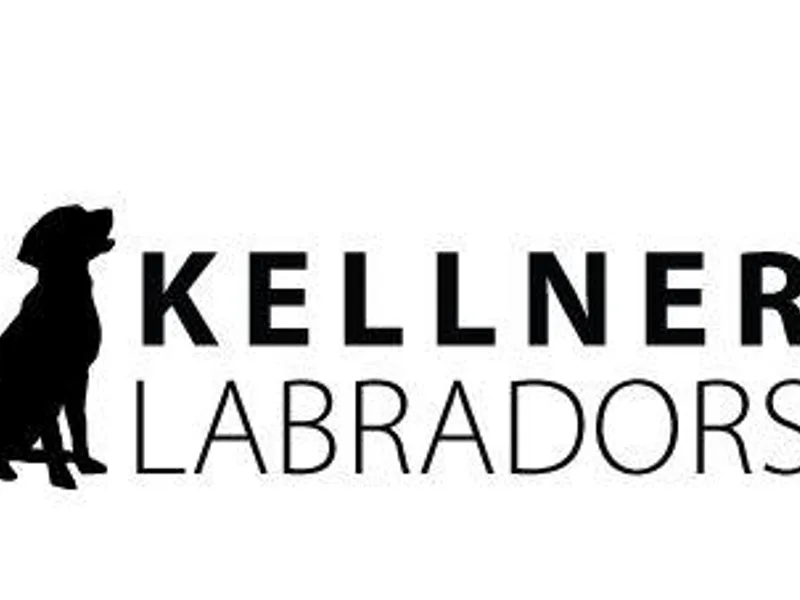 Kellner Labradors