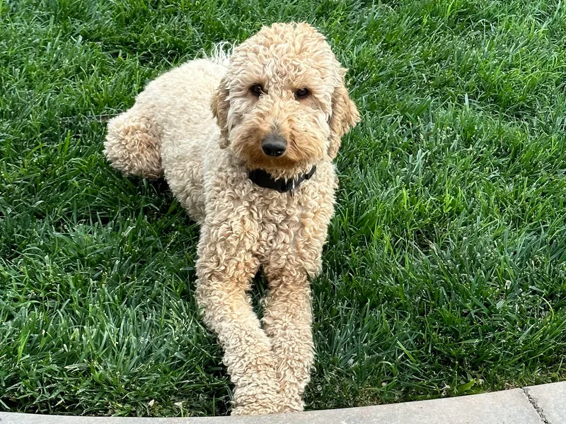 Kellogg Poodles photo 1