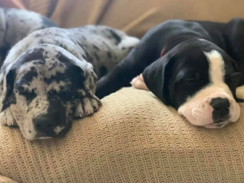 Kelly Bennett's Great Danes