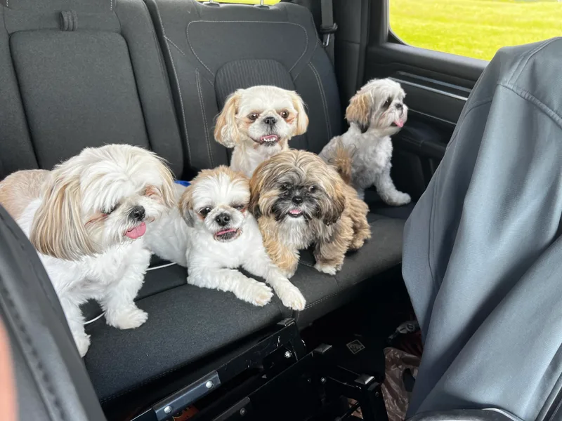 Kelly Clark's Shih Tzu