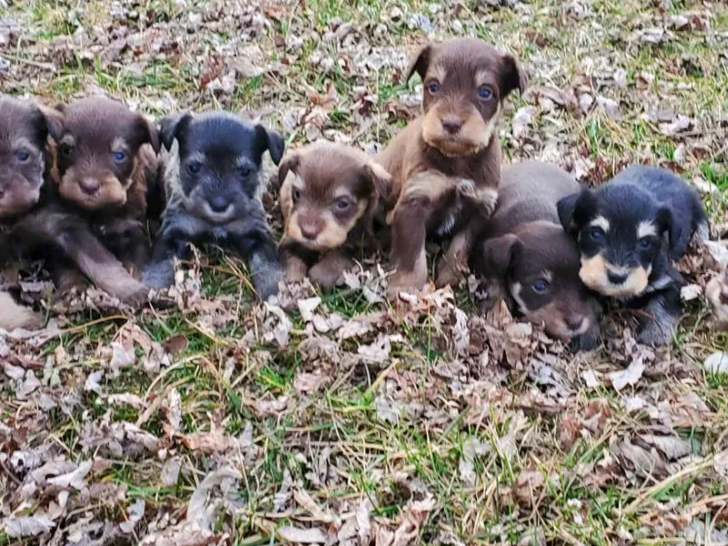 Kelly Reynolds's Miniature Schnauzers