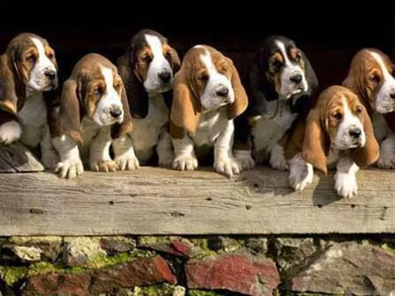 Kelly's Basset Hounds