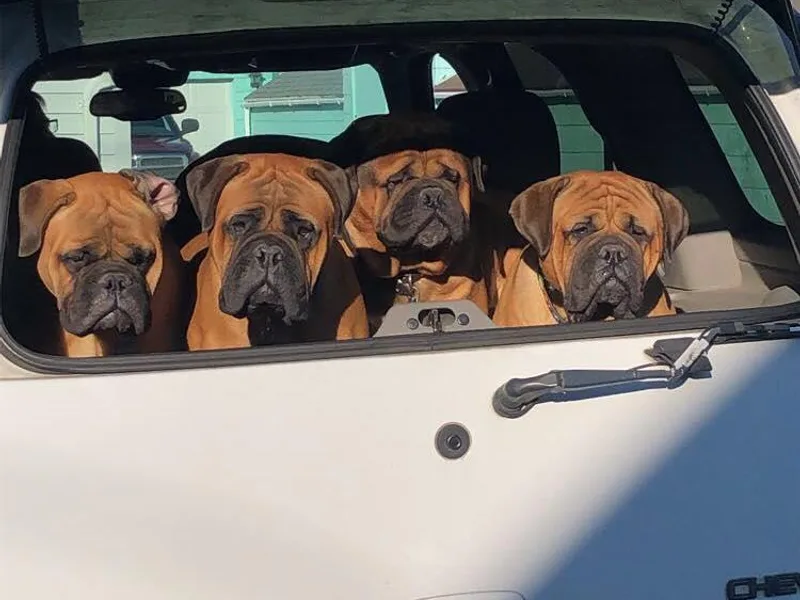 Kelly's Bullmastiffs