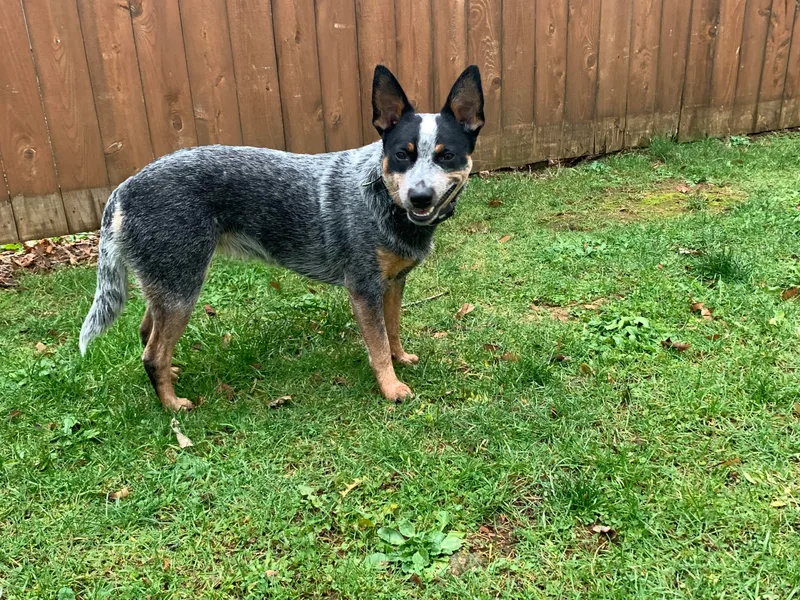 Kelly's Cattle Dogs