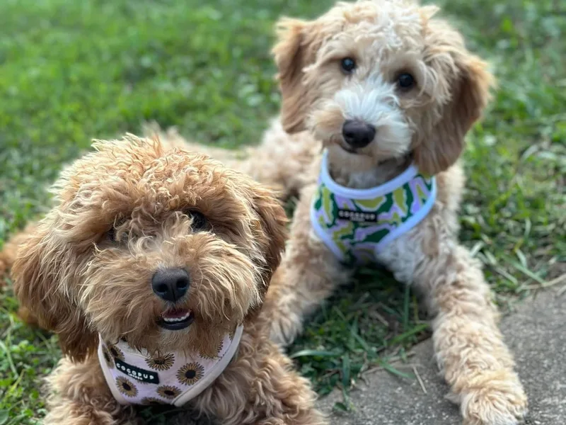 Kelly’s Doodle Doos