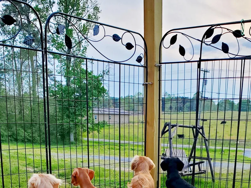 Kelly's Doxie Farm
