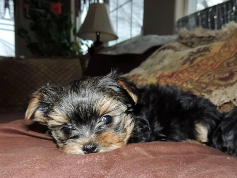 Kelly's Fur-ever Friends