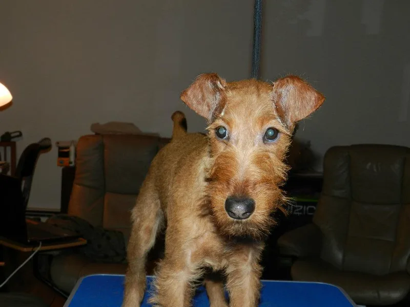 Kelly's Irish Terriers
