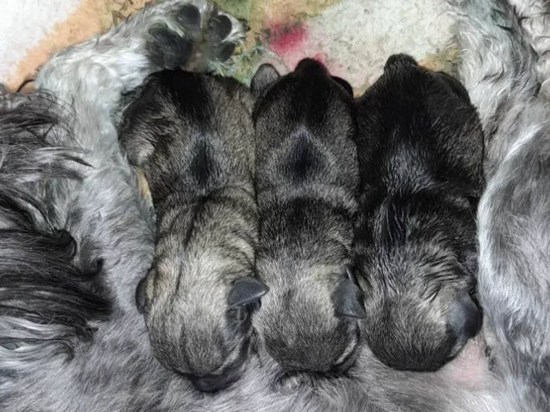 Kelly's Mini Schnauzers