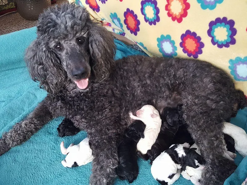 Kelly's Poodles