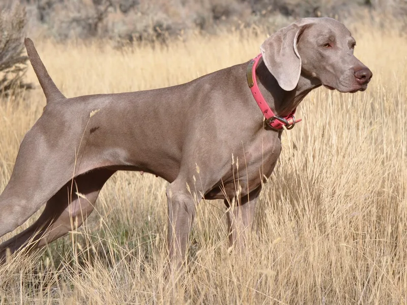 Kelly's Weimaraners