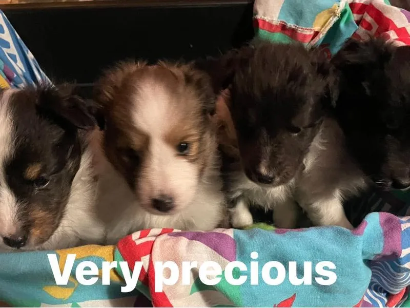 Kelly Shelties