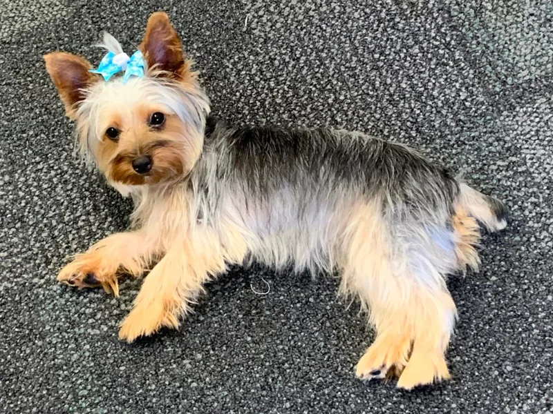 Kelly Summers Yorkshire Terriers