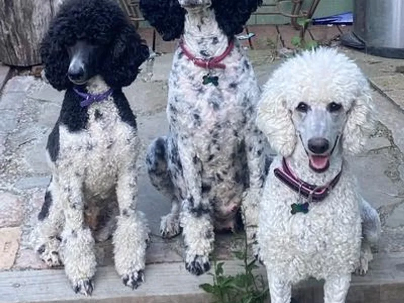 Kellys Cali Poodle photo 1