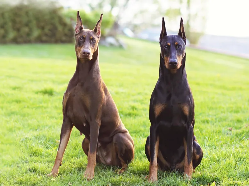 Kelview Dobermans