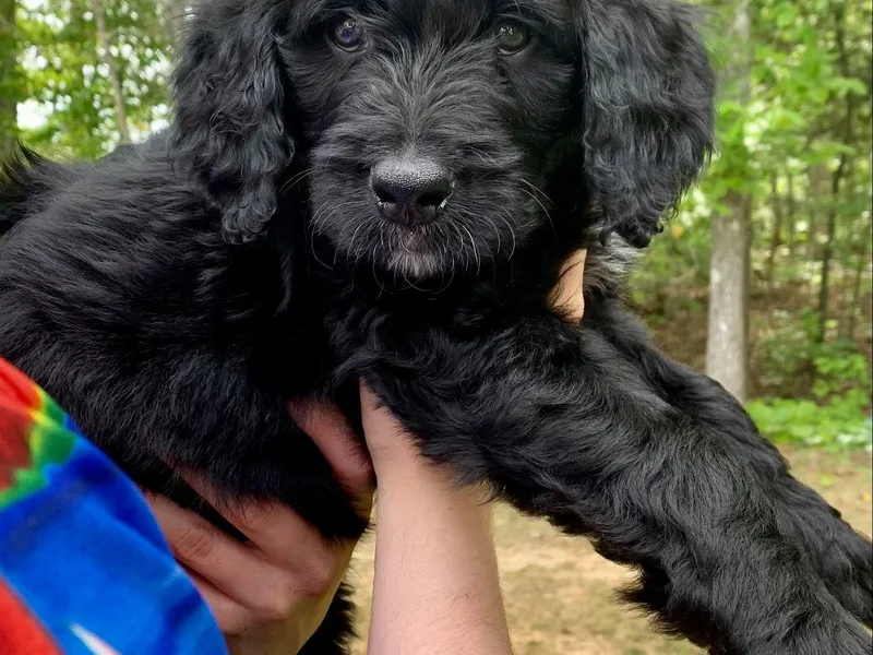 Kendall Powers' Bernedoodles photo 1
