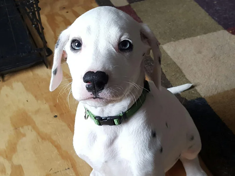 Kendall's Dalmatians