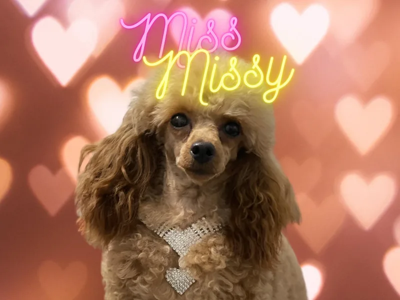 Kendra’s Prissy Toy Poodles