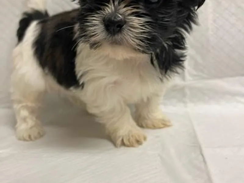 Kendra Waters's Shih Tzus