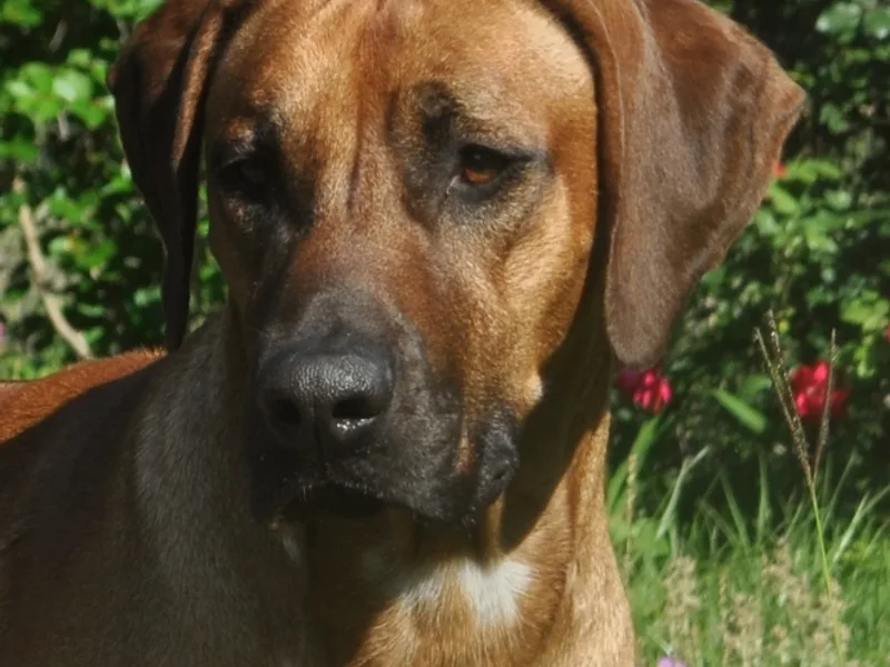 Kengali Rhodesian Ridgebacks