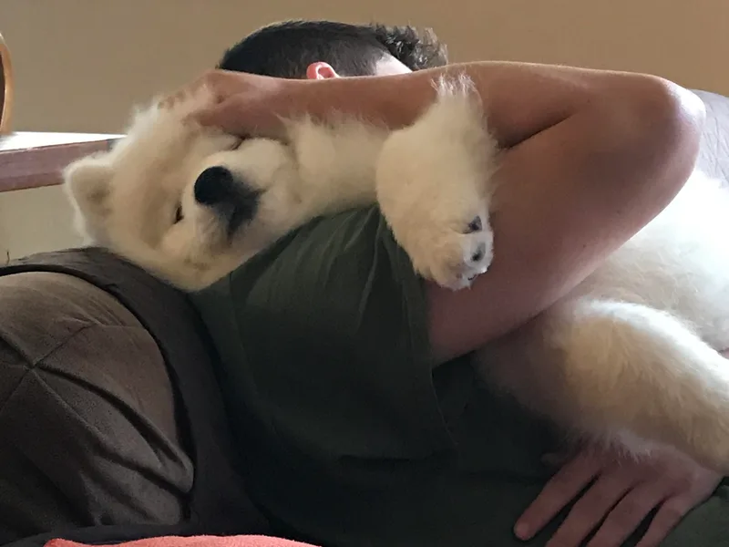 Kenjo Samoyeds