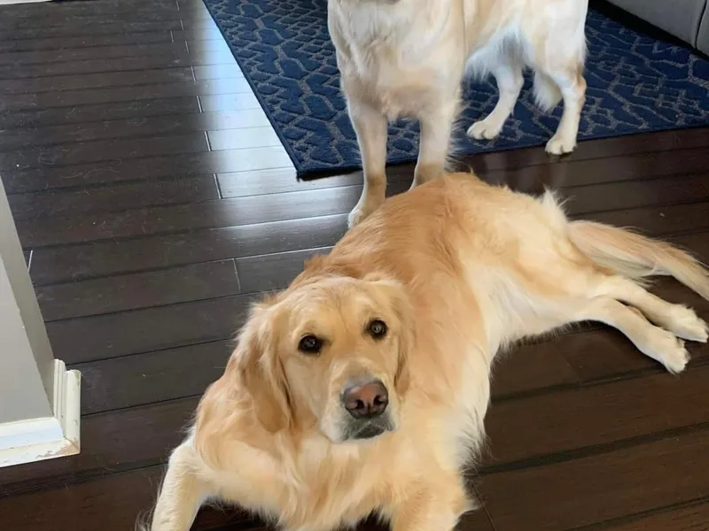 Kenland’s Golden retrievers